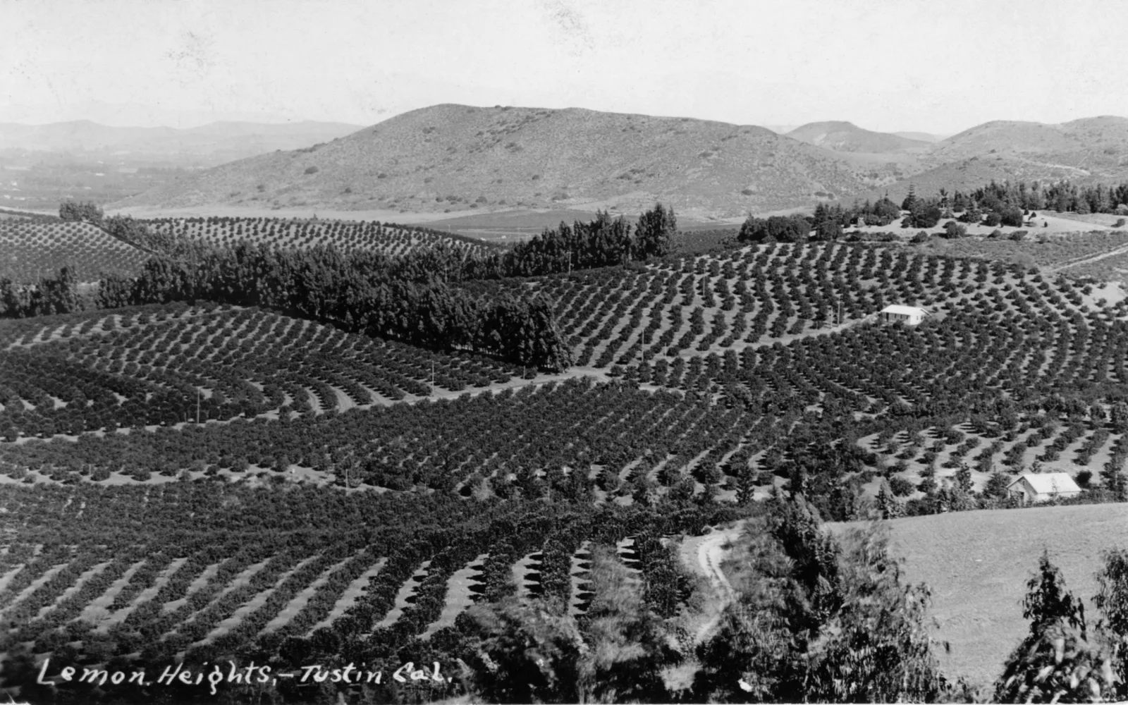 A historic view of the Lemon Heights neighborhood in Tustin, showing suburban residential character with period homes and tree-lined streets
